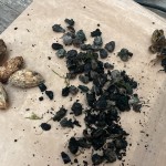 Seed Propagation Wānanga 