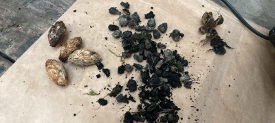 Seed Propagation Wānanga 