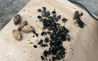 Seed Propagation Wānanga 