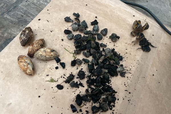 Seed Propagation Wānanga 