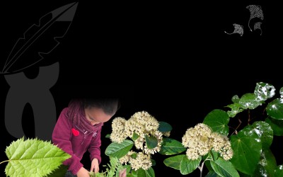 Rongomaiwahine Iwi Wānanga