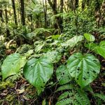 Ako ā Ringa Ora ā Whānau – Rongoā Māori